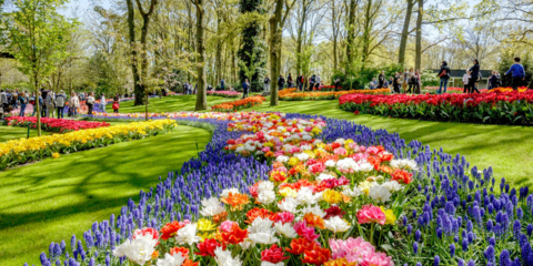 Croisière jardins : d'Amsterdam à Bruxelles 